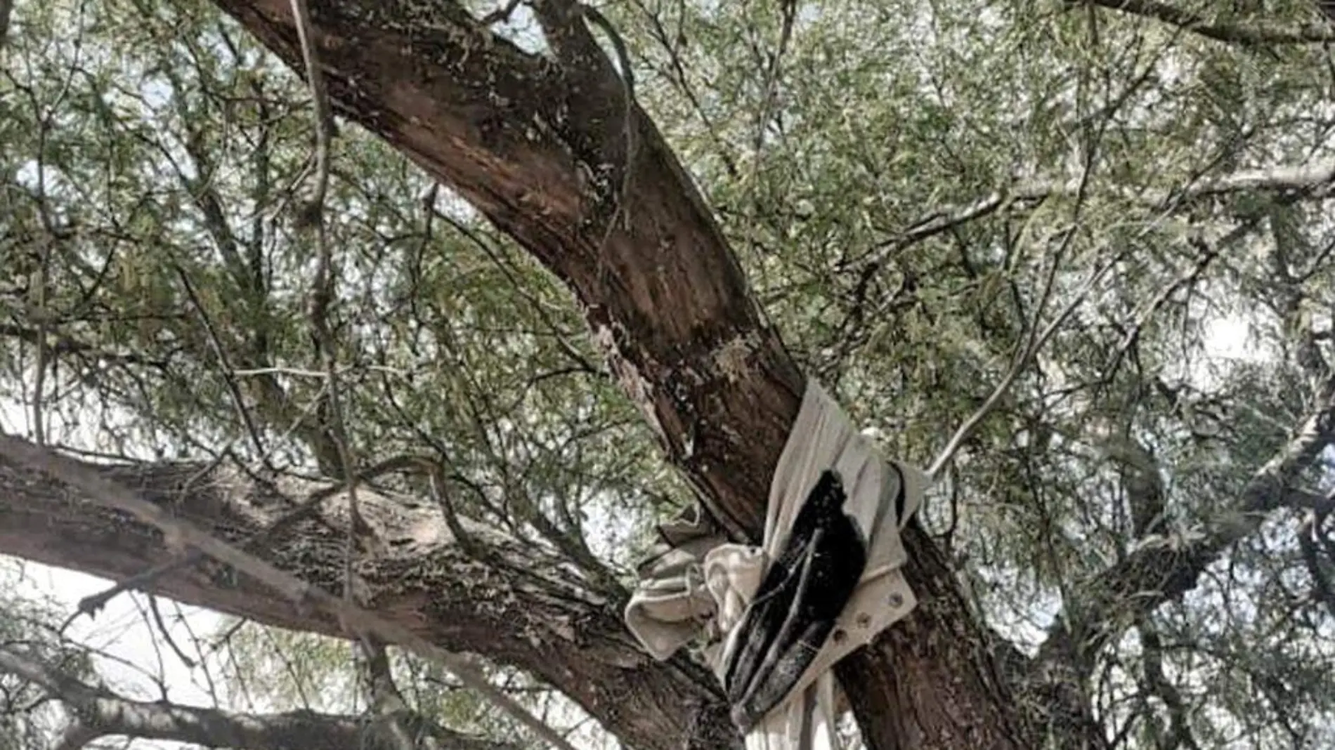 ataduras en un arbol